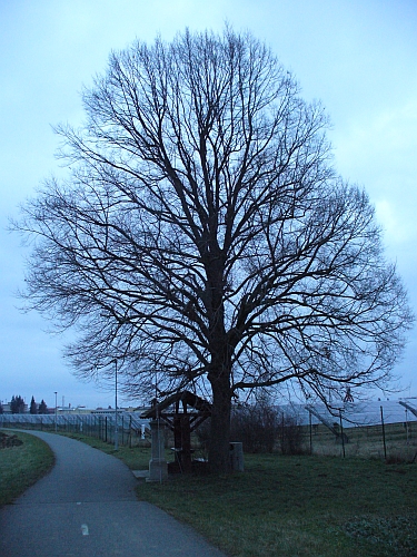 Osamělý strom u Svodnice