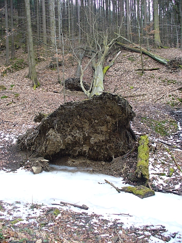 Říčka Stříbrnice (pravostranný přítok Bílého potoka)